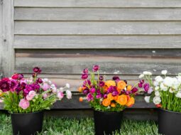 The Joys of Gardening How Cultivating a Garden Brings Beauty, Calm, and Fulfillment to Your Life