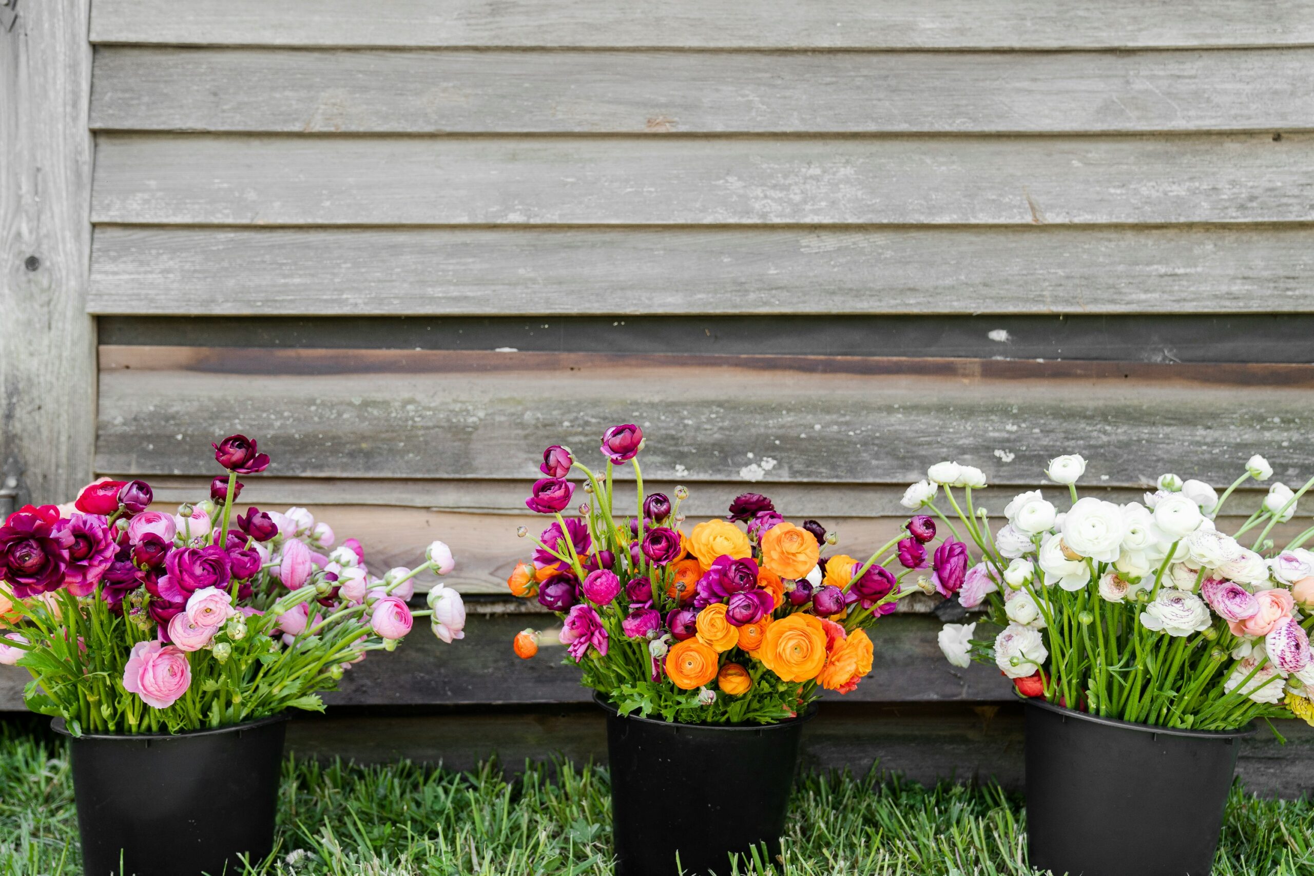 The Joys of Gardening How Cultivating a Garden Brings Beauty, Calm, and Fulfillment to Your Life